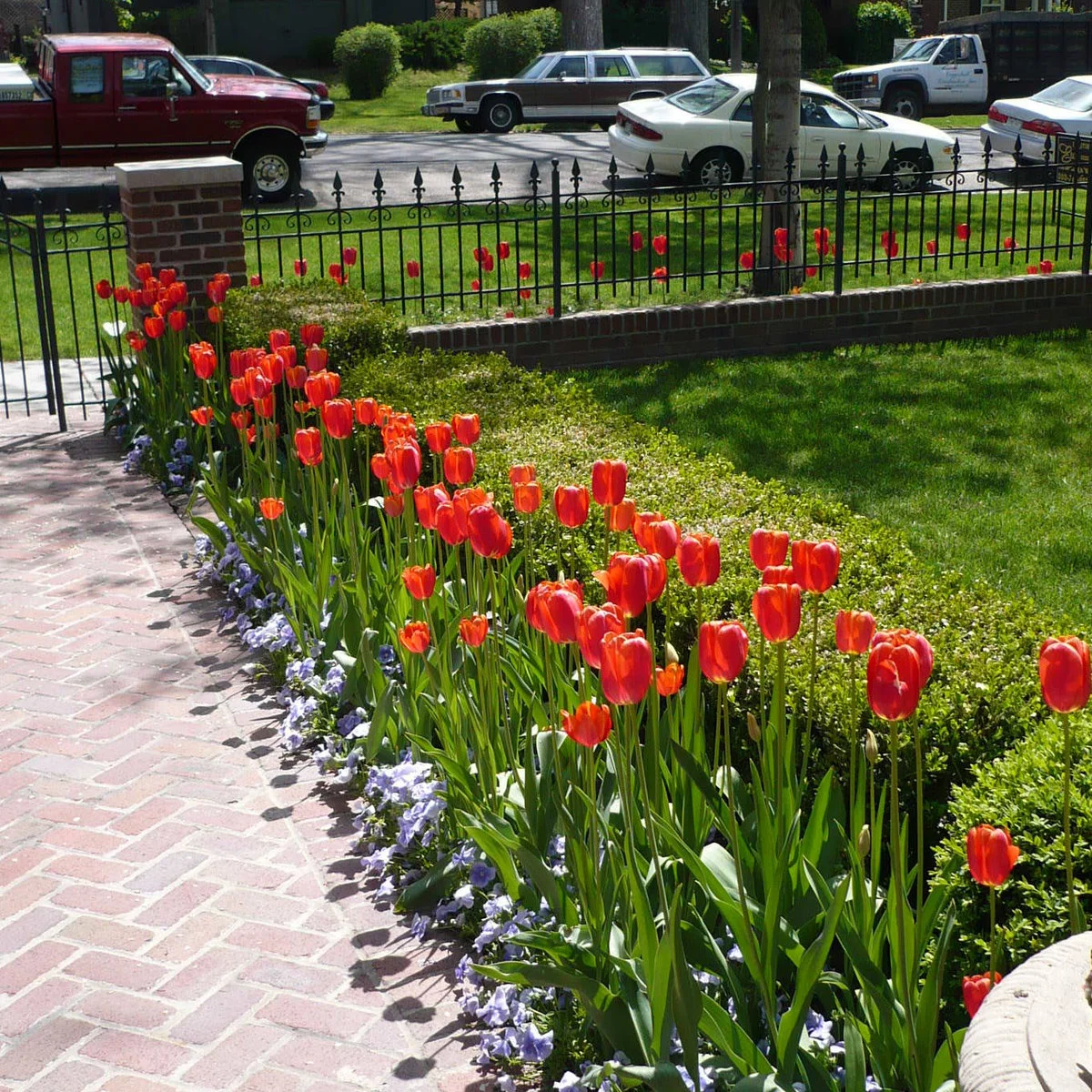 Red tulips and low purple flowers line a brick path, with a clipped hedge separating the bed from the lawn.