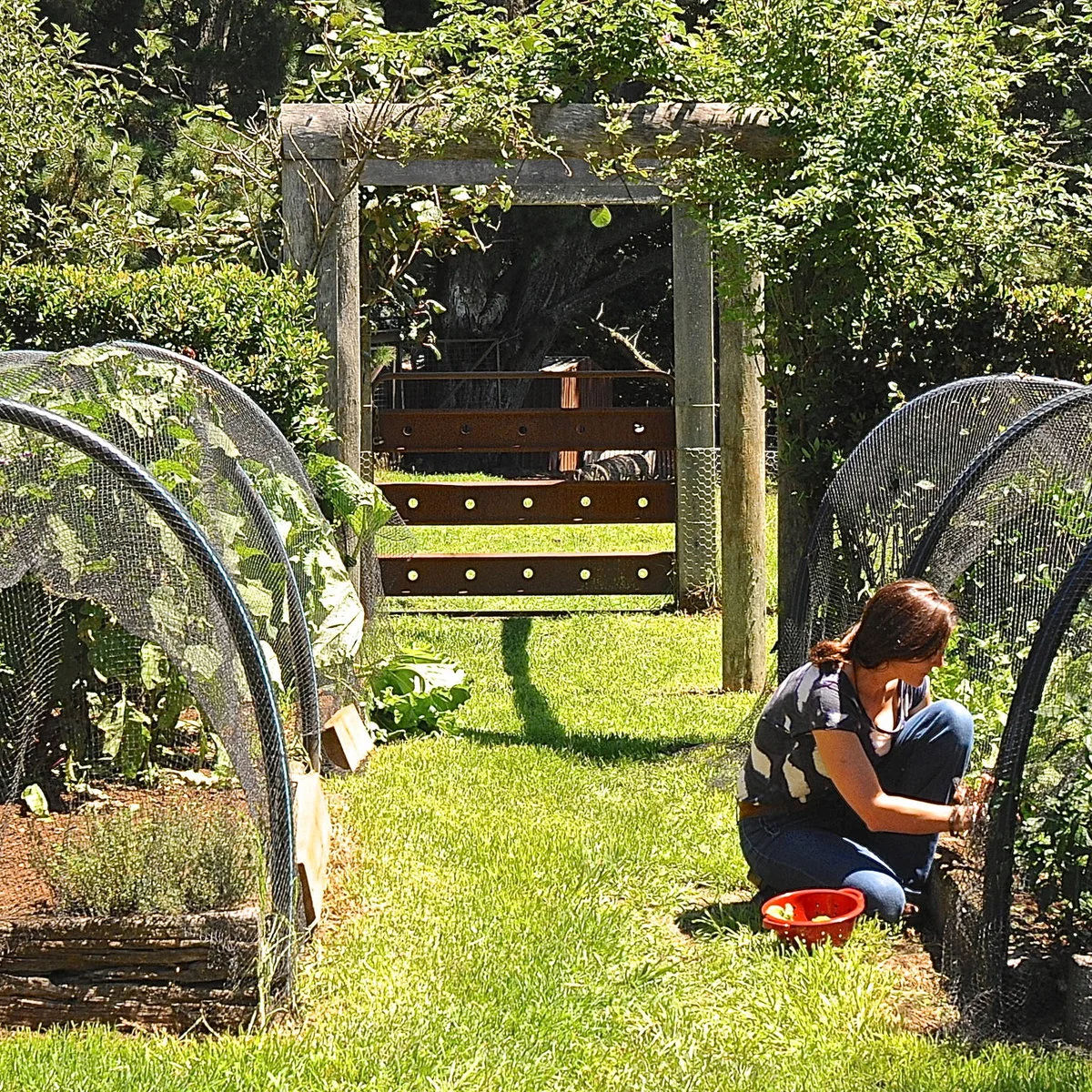 Gardener kneeling beside mesh-covered vegetable beds with curved supports and a grass path between them.