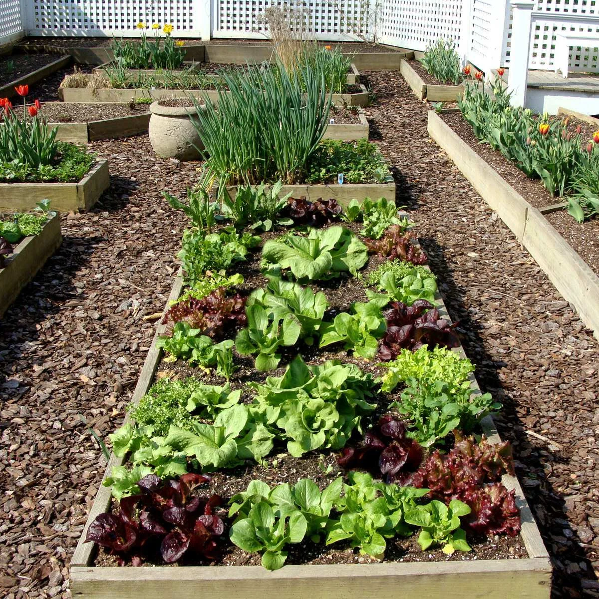 Mixed green and burgundy lettuce in a narrow wooden bed with bark paths and white lattice fencing.
