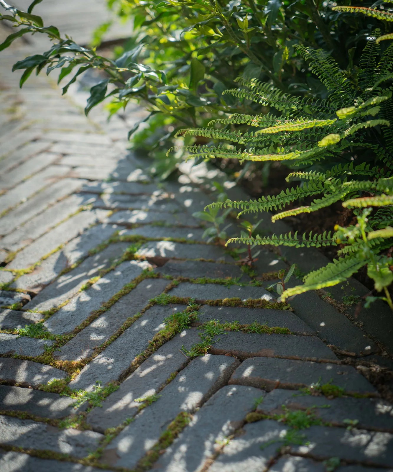 Ferns and broad green leaves lean beside small dark paving units with moss in the joints