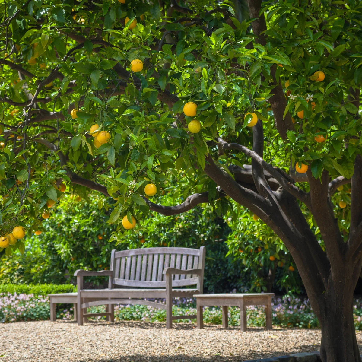 A weathered wood bench and two small stools stand on gravel beneath a leafy citrus tree with orange fruit.