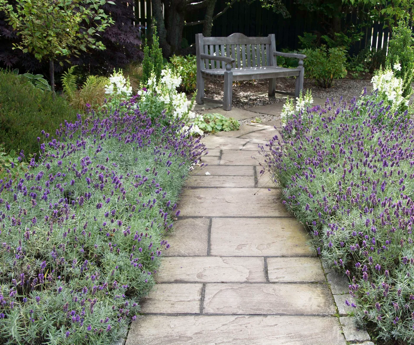 Pale paving between purple-flowering plants leads to a timber garden bench