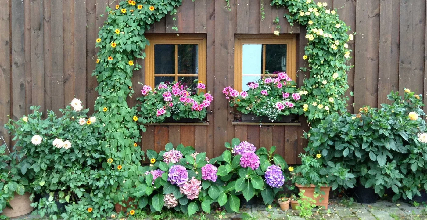 Climbing stems and pink window-box flowers surround two windows on a timber-clad garden building