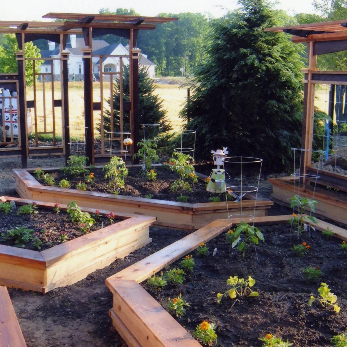 Angled timber vegetable beds with wire cages and small plants in front of tall wooden trellis panels.