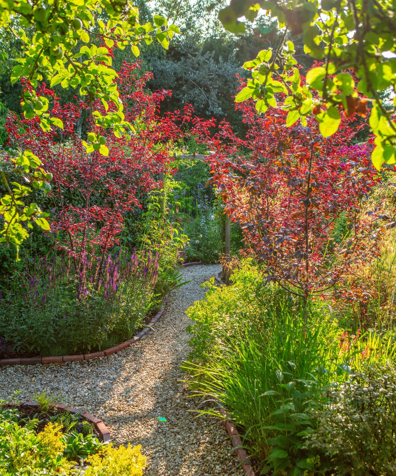 A curving gravel path passes between tall red-leaved shrubs and mixed green planting