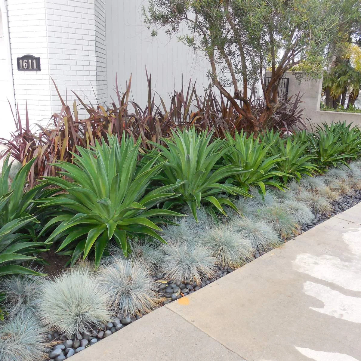 A street-side border with repeated green rosettes, purple upright leaves, pale grass tufts and a narrow strip of dark stones.