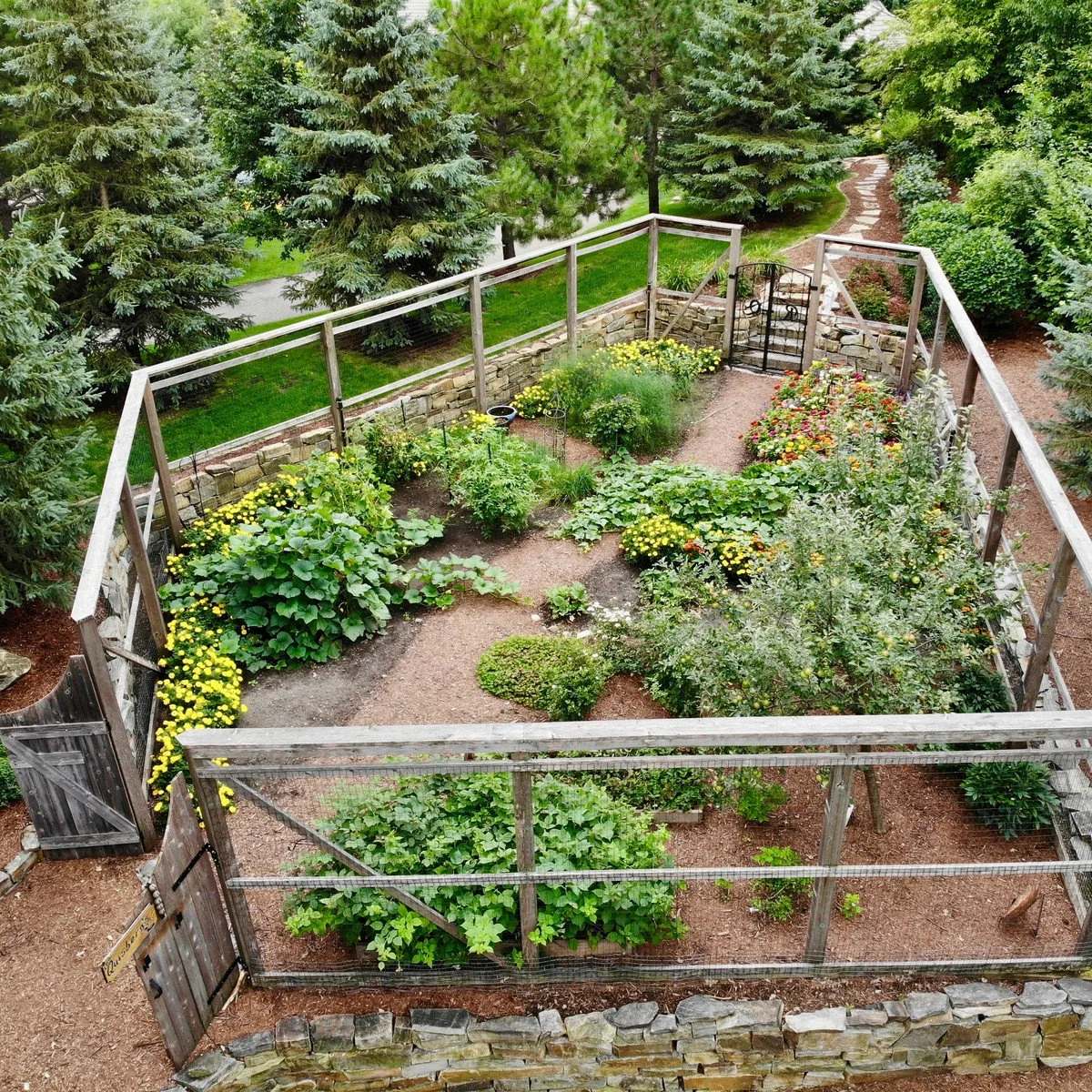 Fenced vegetable plot with mesh panels, two gates, low stone walls and broad paths between mixed planting.