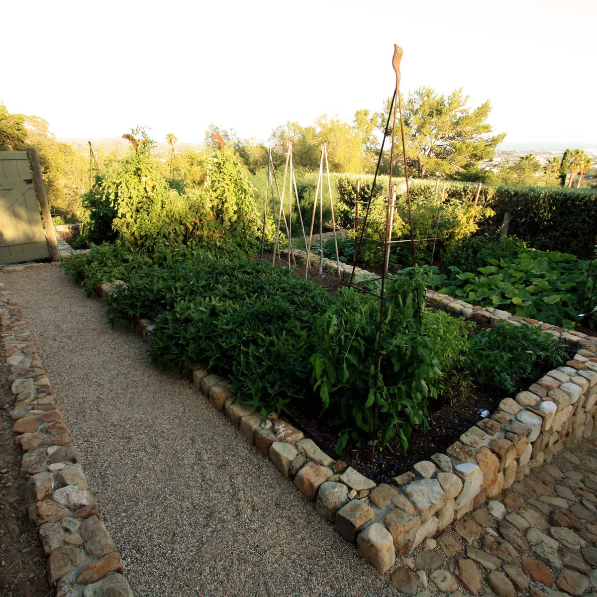 Stone-edged vegetable beds with tall tapered supports beside a gravel path and a clipped hedge.