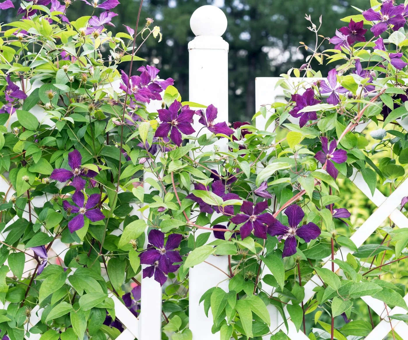 Purple clematis flowers and green stems weave across a white trellis
