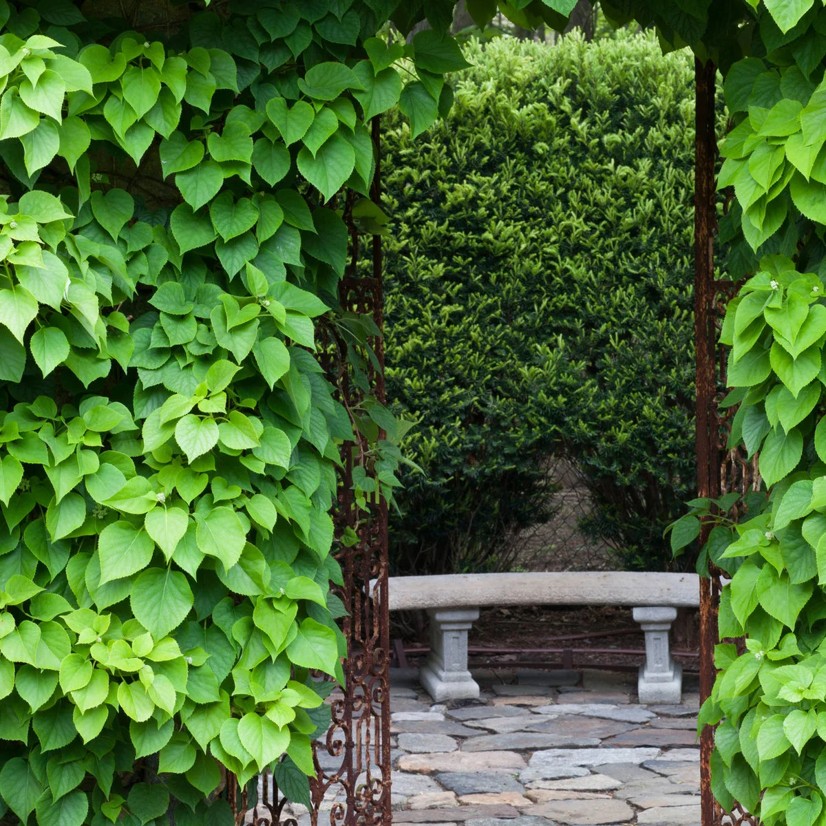 A pale curved stone bench is visible through a leafy metal arch above an irregular paved garden floor.