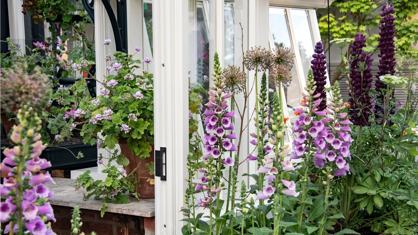Tall purple and pink flower spikes rise beside white glazed doors and smaller flowering containers