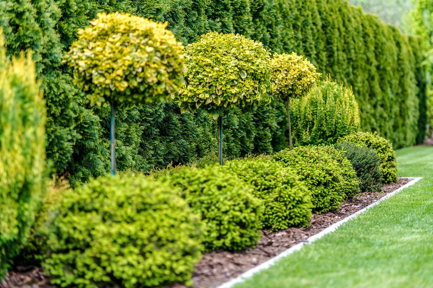A tall dense green hedge forms a backdrop to rounded shrubs and small standard trees