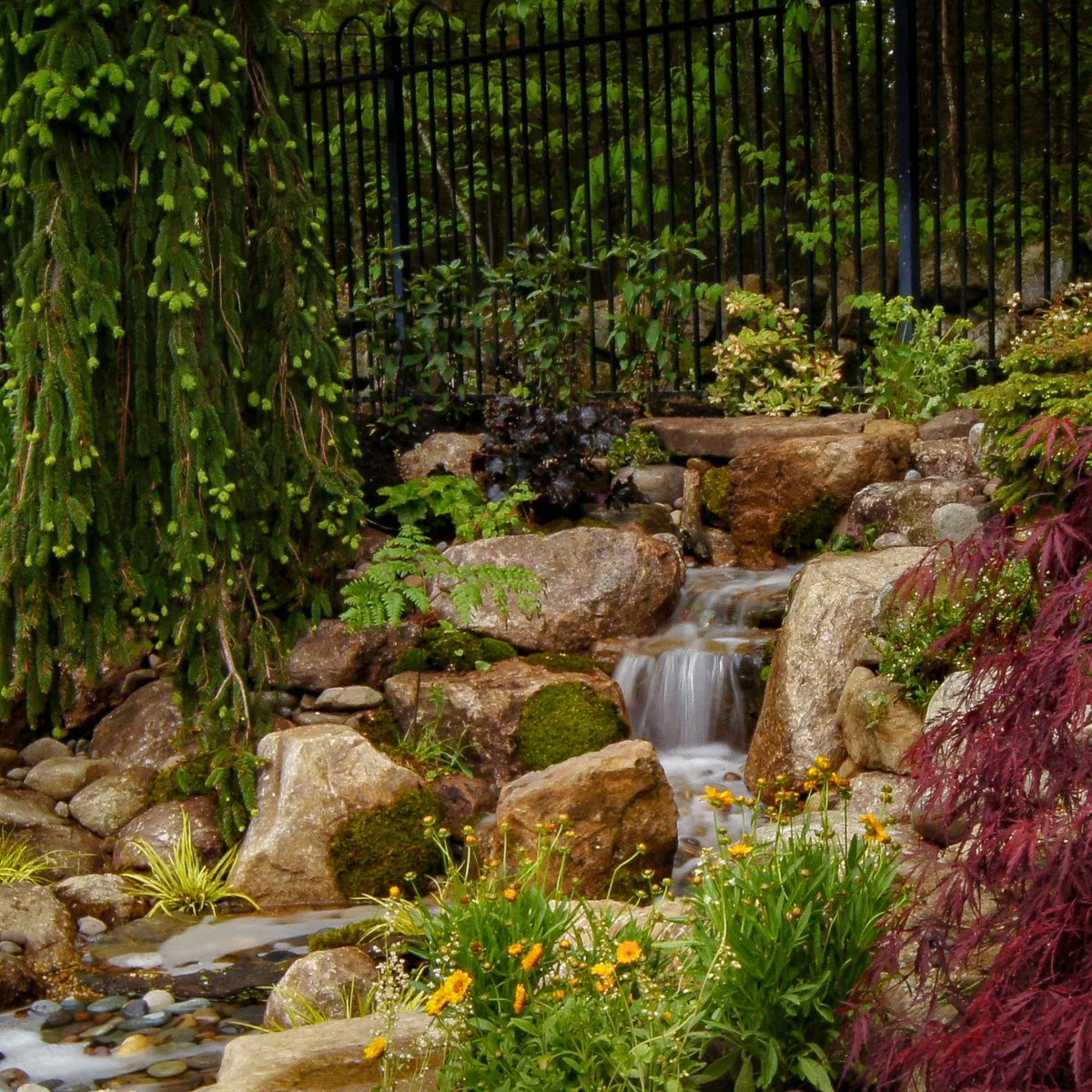 A low rock cascade with mossy surfaces, small yellow flowers, a red-leaved tree and a black metal fence behind.