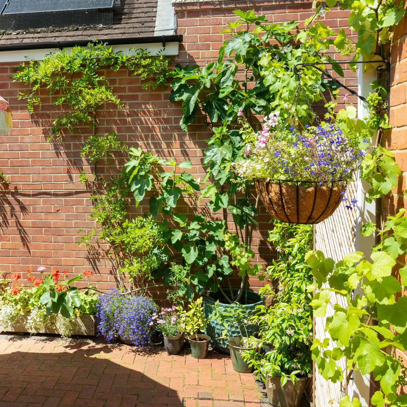 Climbing stems and a hanging basket of flowers fill the corner of a small brick-walled garden