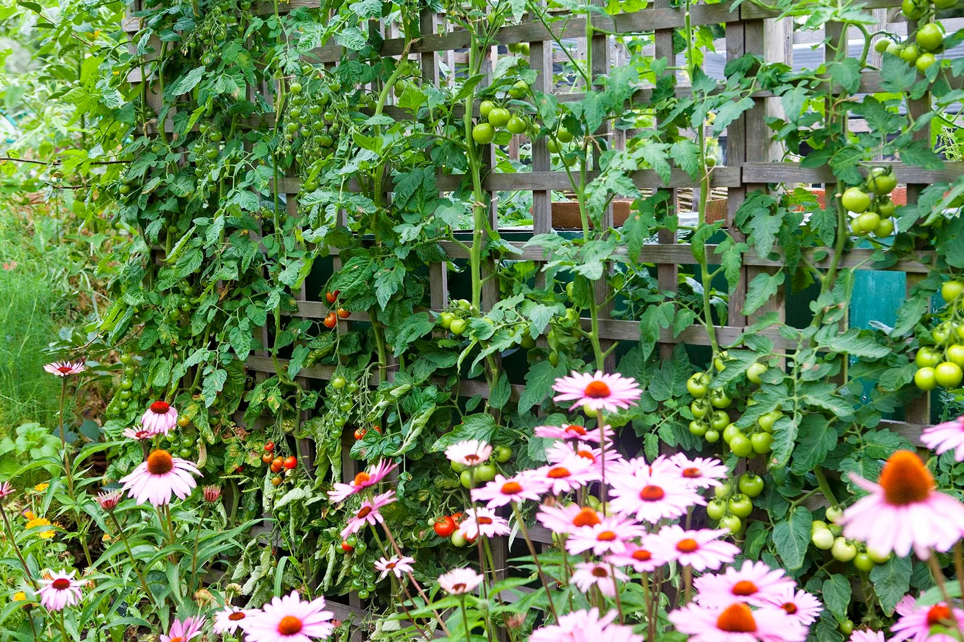 Tomato stems and fruit grow against an open timber trellis with flowers in front