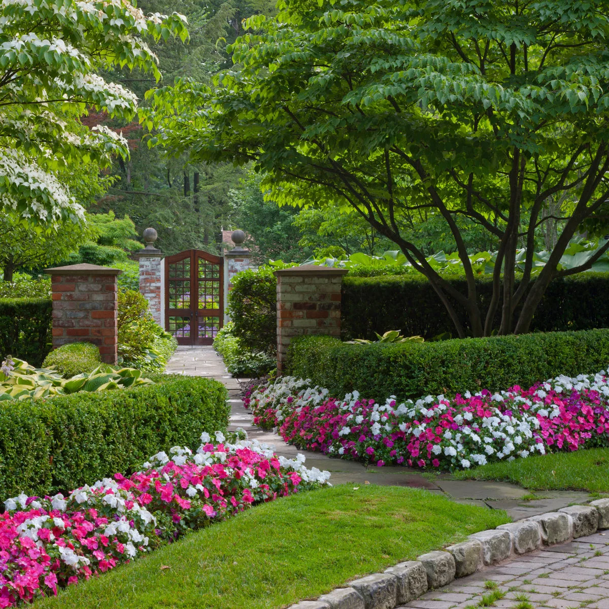 Clipped green hedges beside a front garden gate, with white and pink flowers along a narrow stone path.