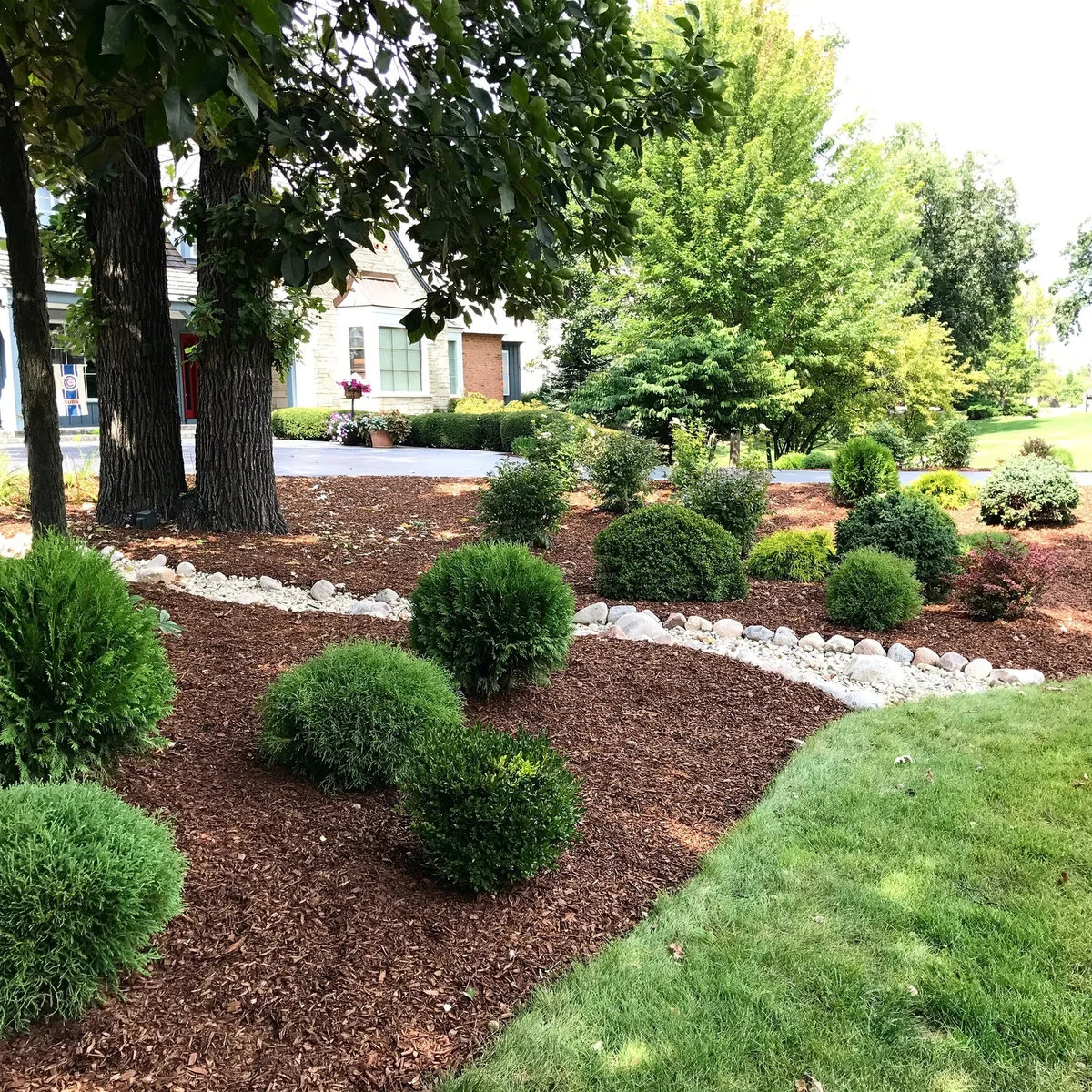 A broad mulched bed beneath mature trees with separated rounded and conical shrubs, a pale stone channel and a curved lawn edge.