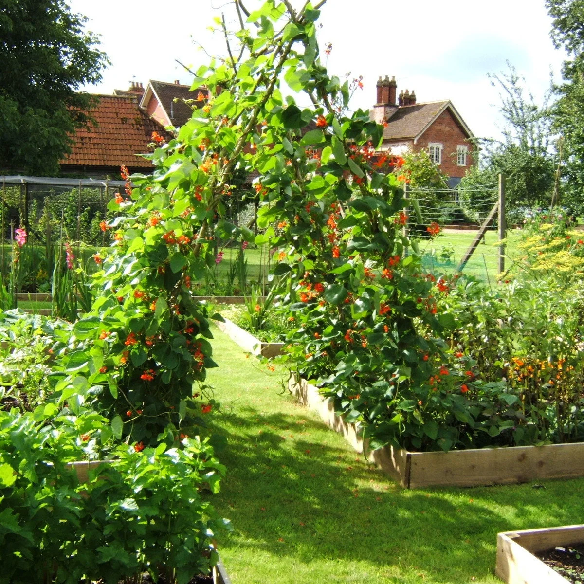 Leafy climbing arch with orange-red flowers over a grass path between low wooden vegetable beds.
