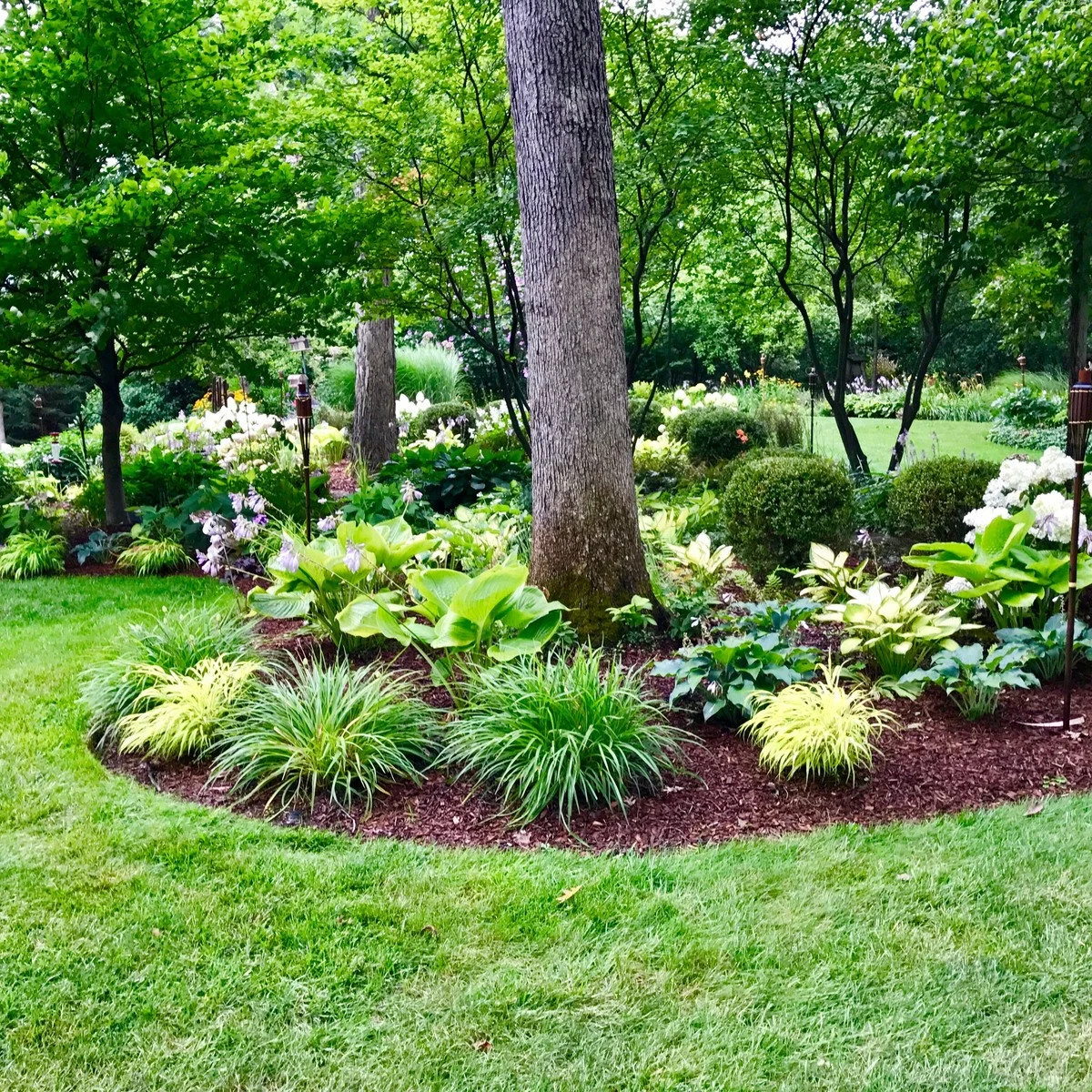 A mulched island bed around mature trees with broad-leaved plants, arching grasses and a curved lawn edge.