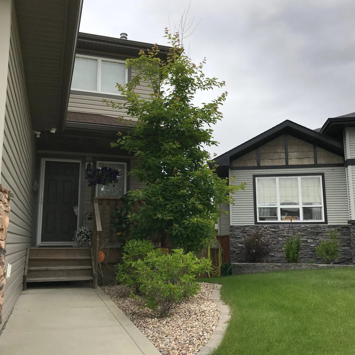 A front lawn beside a curved gravel bed with a tall narrow tree, a rounded shrub and a clear paved entrance walk.