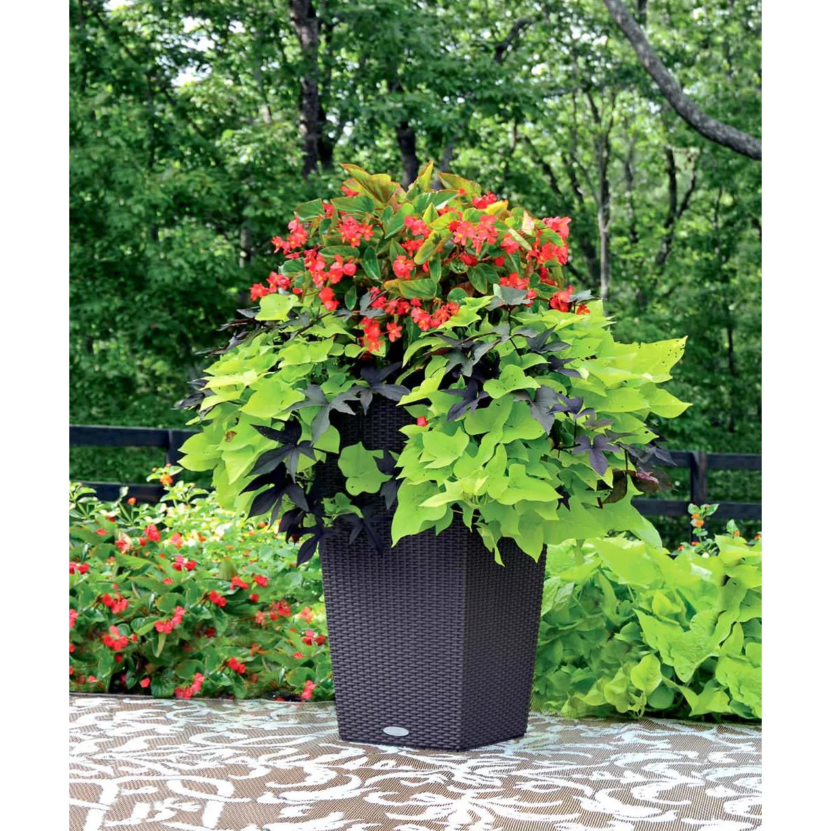 A tall dark woven-look container with red flowers and bright yellow-green and dark purple trailing leaves on a patterned outdoor rug.