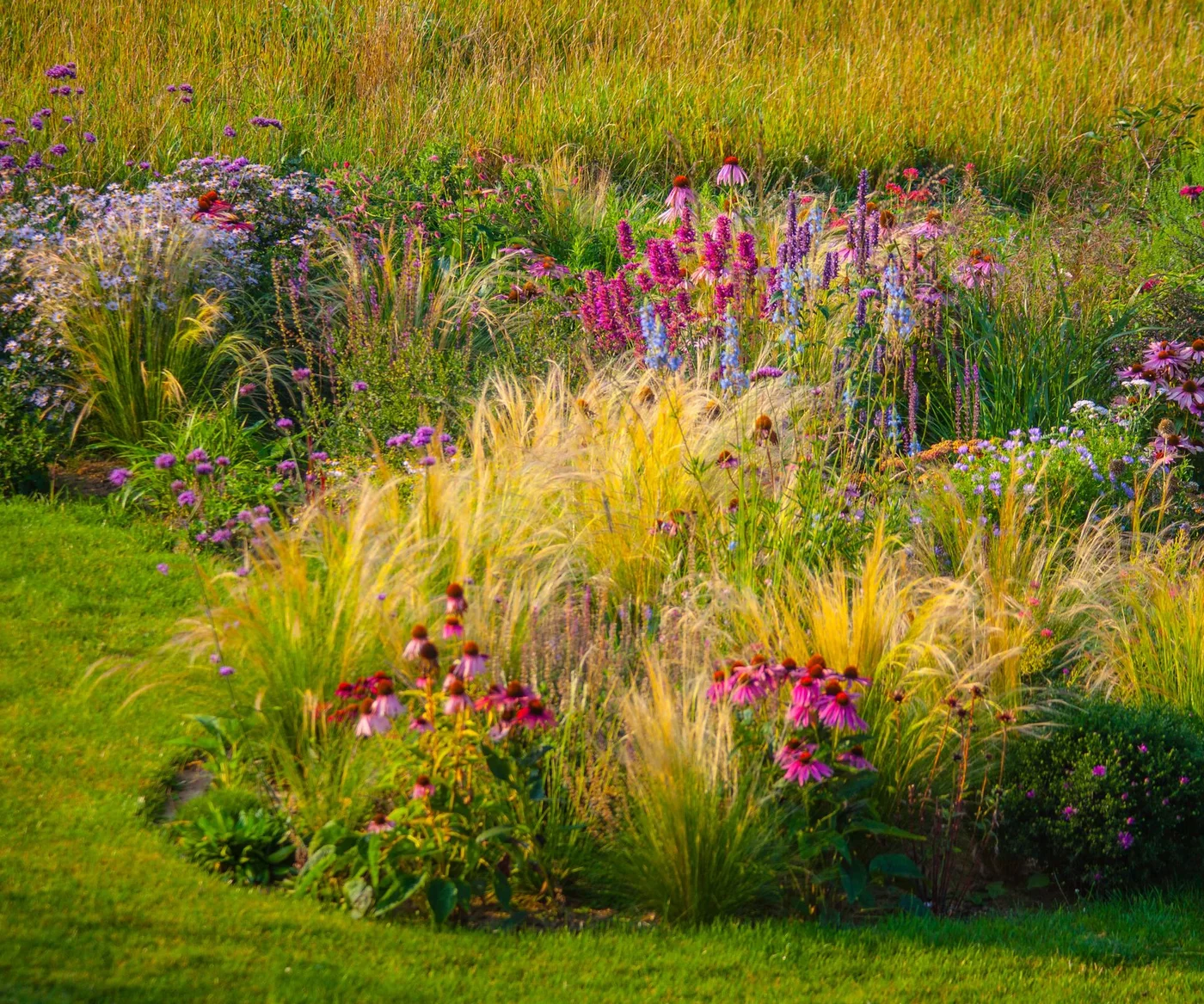 A defined lawn edge curves around a mixed border of pink flowers, purple spikes and golden grasses