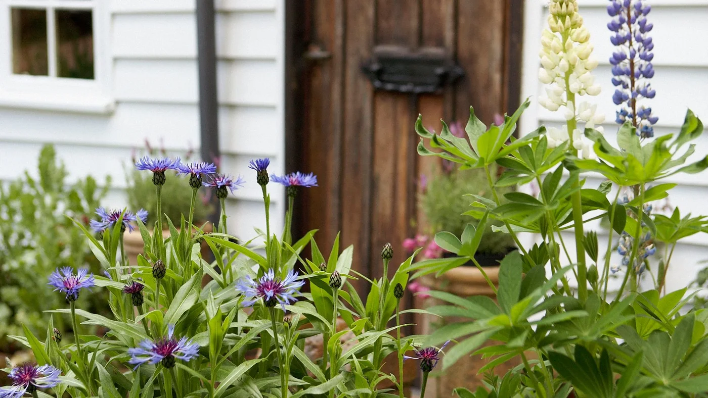 Blue flowers and pale upright blooms grow in front of white cottage cladding and a timber door