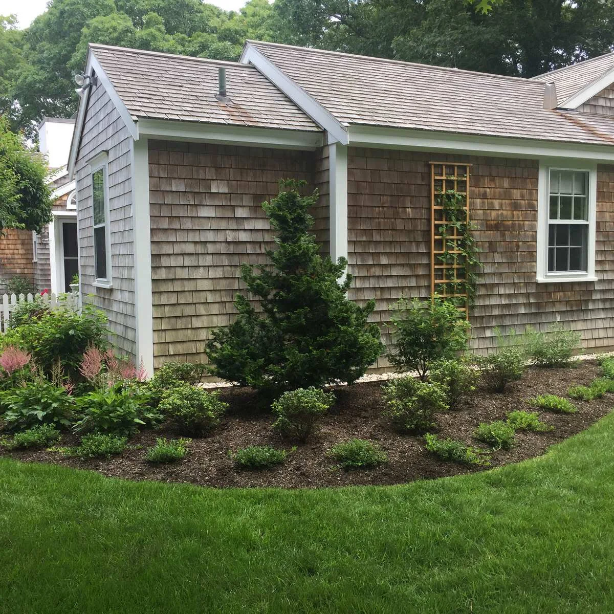 Young shrubs spaced across a mulched foundation bed beside a gray shingle house, with an upright evergreen and a trellis.