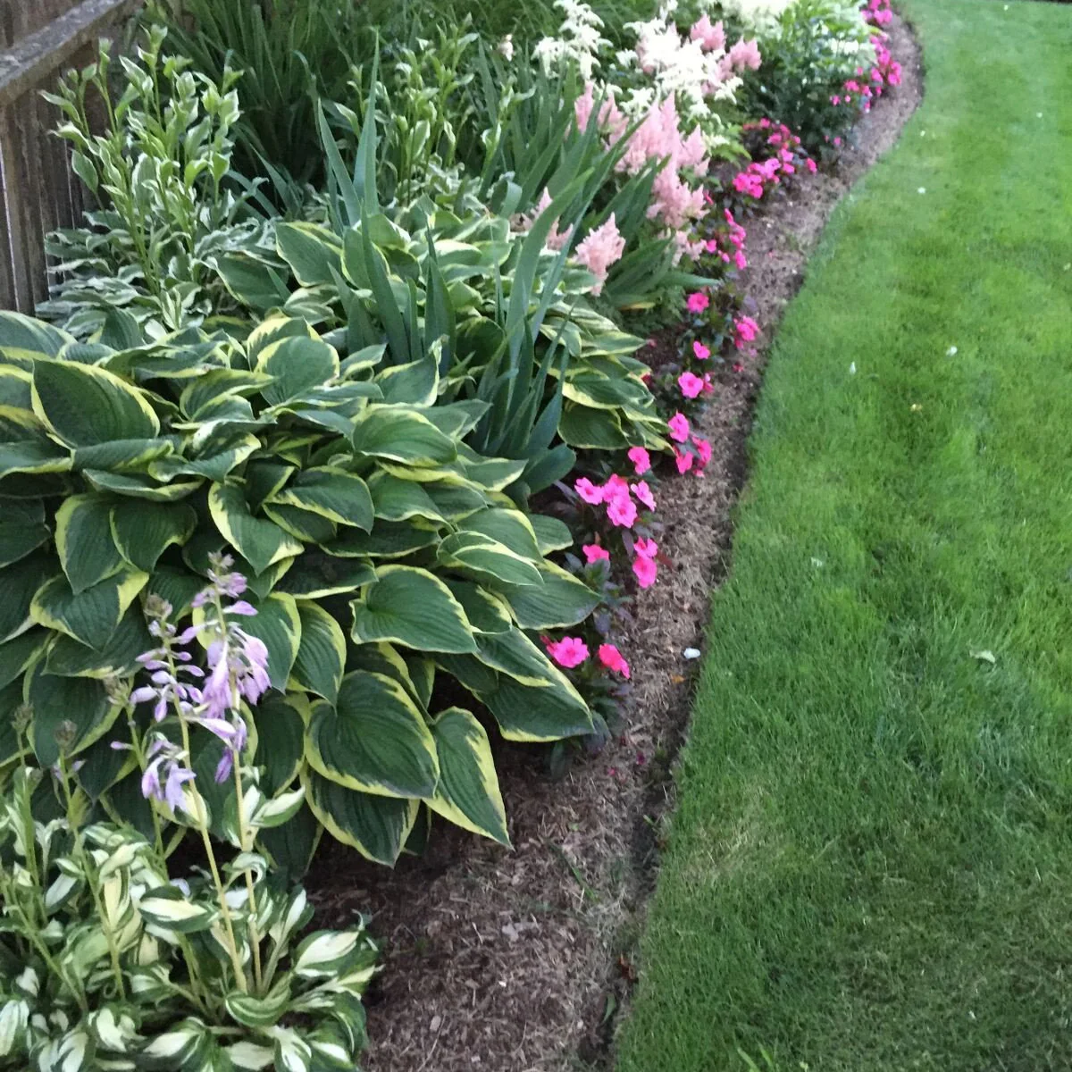 A curved cut lawn edge borders mulched planting with variegated leaves and small pink flowers along a fence.