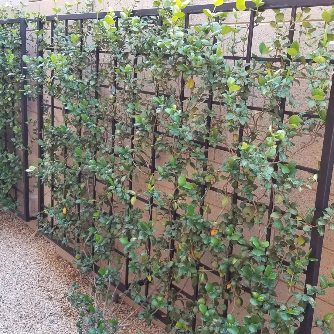Climbing greenery grows on dark support grids fixed against a pale garden wall