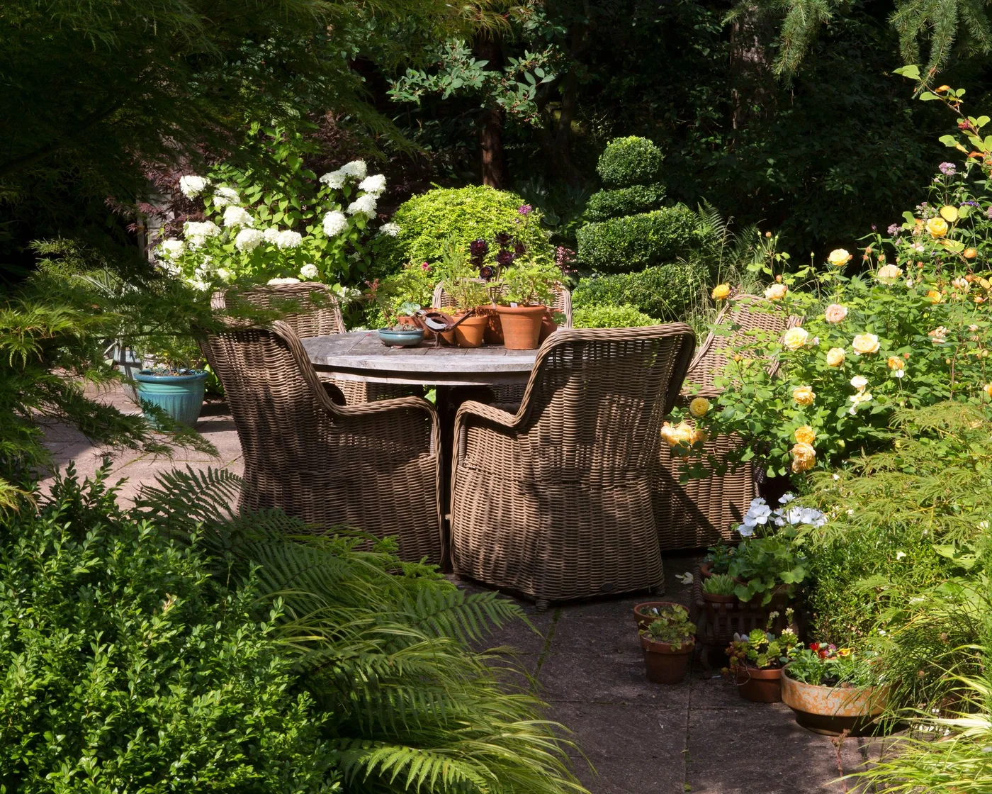 Woven chairs surround a small garden table within leafy planting and pale yellow flowers
