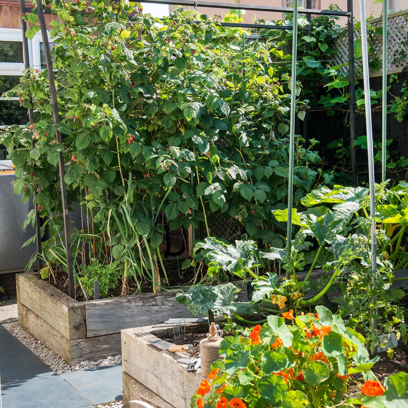 Timber raised beds hold fruiting stems, broad vegetable leaves and climbing supports beside paving