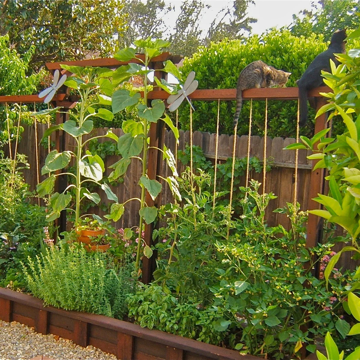 Vegetable bed beside a wooden fence with vertical strings hanging from a horizontal support and a cat on the rail.