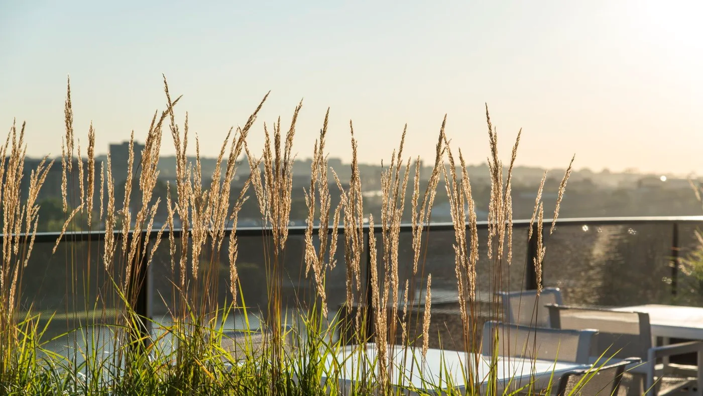 Fine golden grass stems rise in front of a glass balcony edge and distant buildings