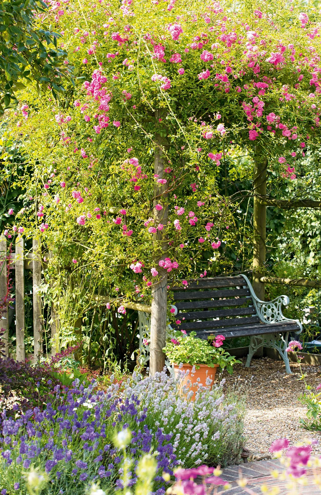 Pink-flowering climbing growth covers a timber arbor above a dark garden bench