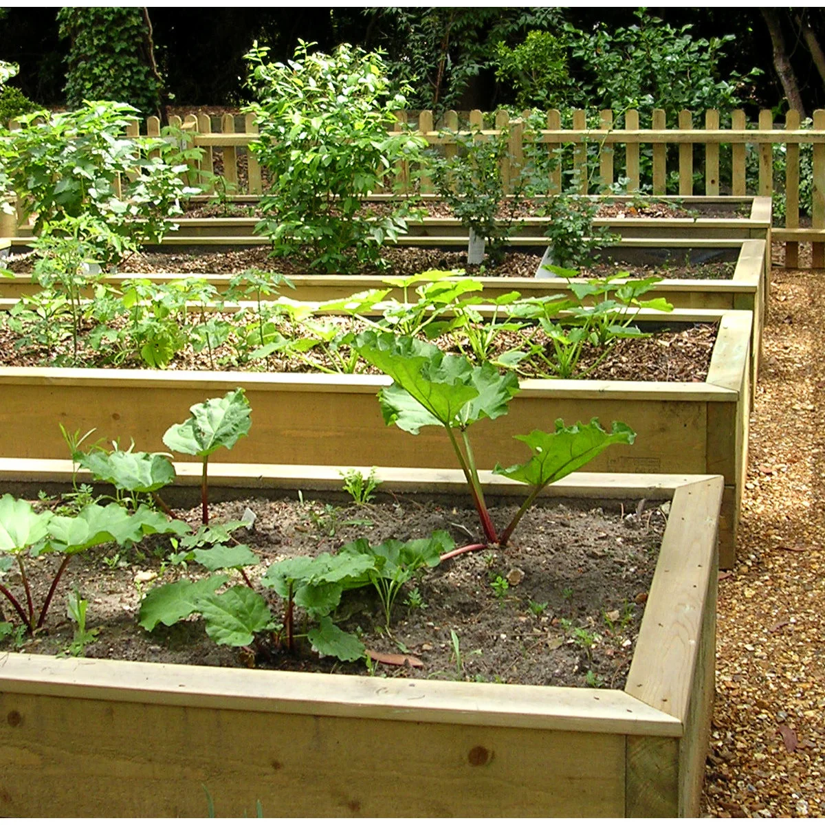 Large red-stemmed leaves in the front raised bed with other crops in separate wooden beds behind.
