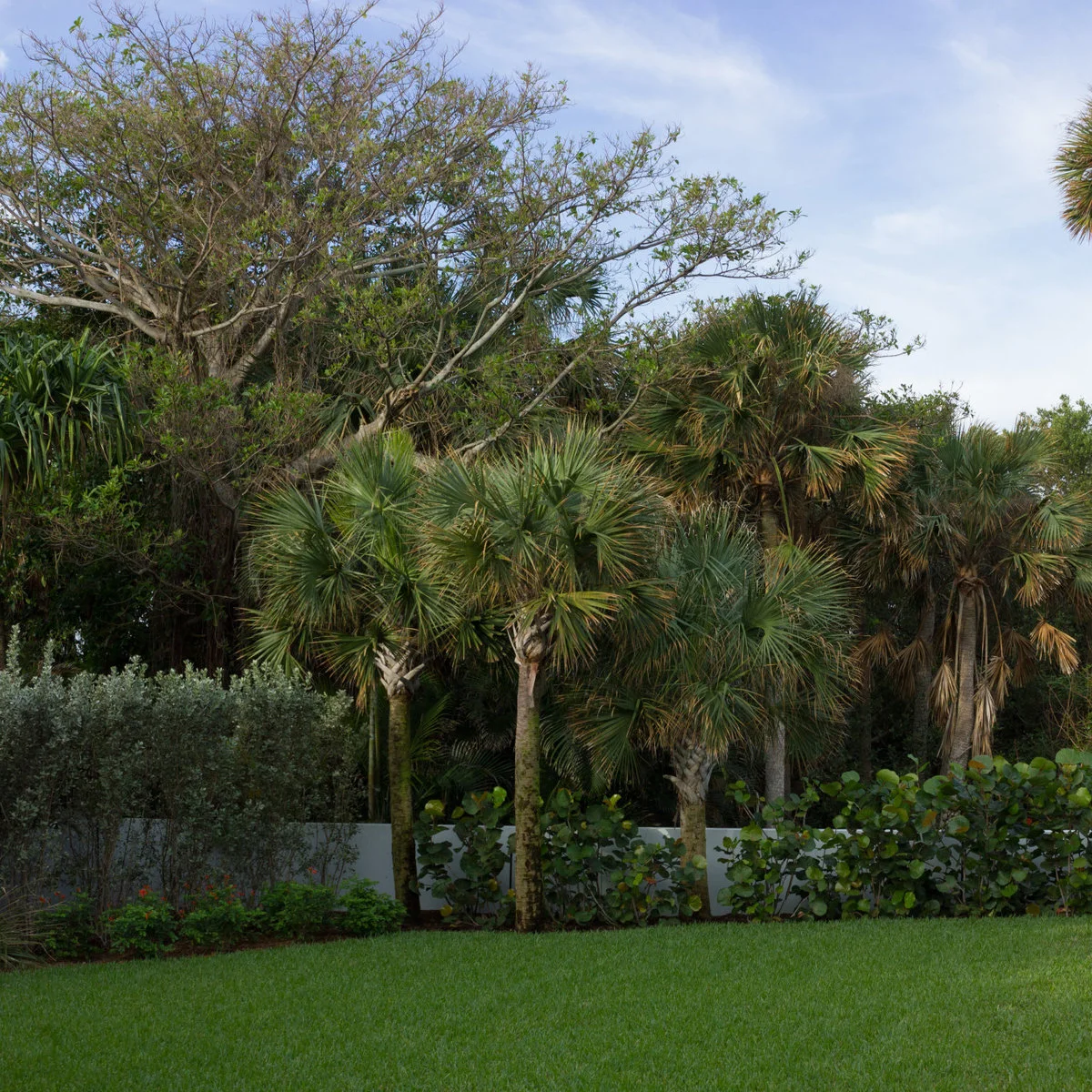 A green lawn beside a mixed boundary of palms, taller trees, broad round leaves and low flowering plants.