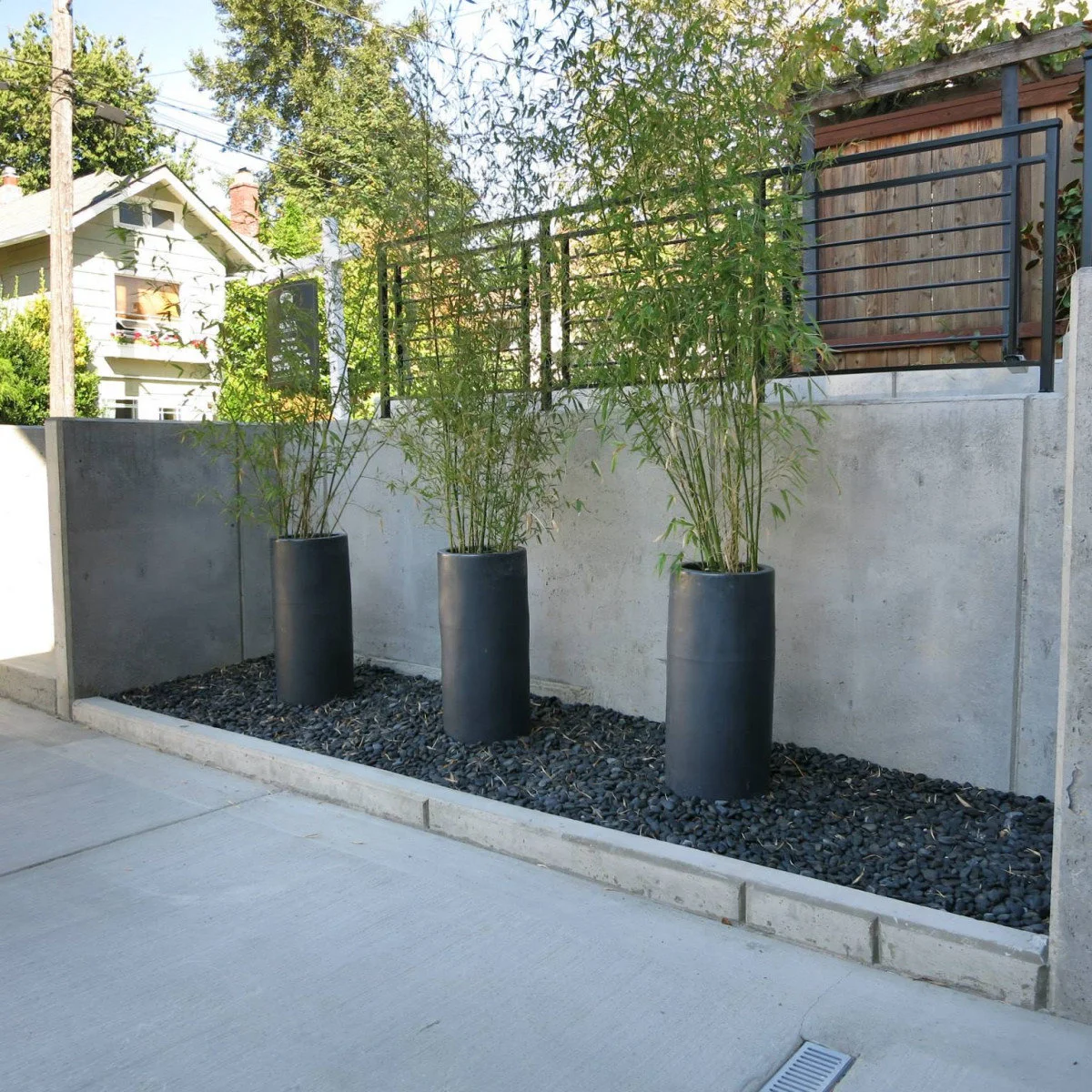 Three dark cylindrical planters with tall leafy stems beside a concrete driveway and retaining wall.
