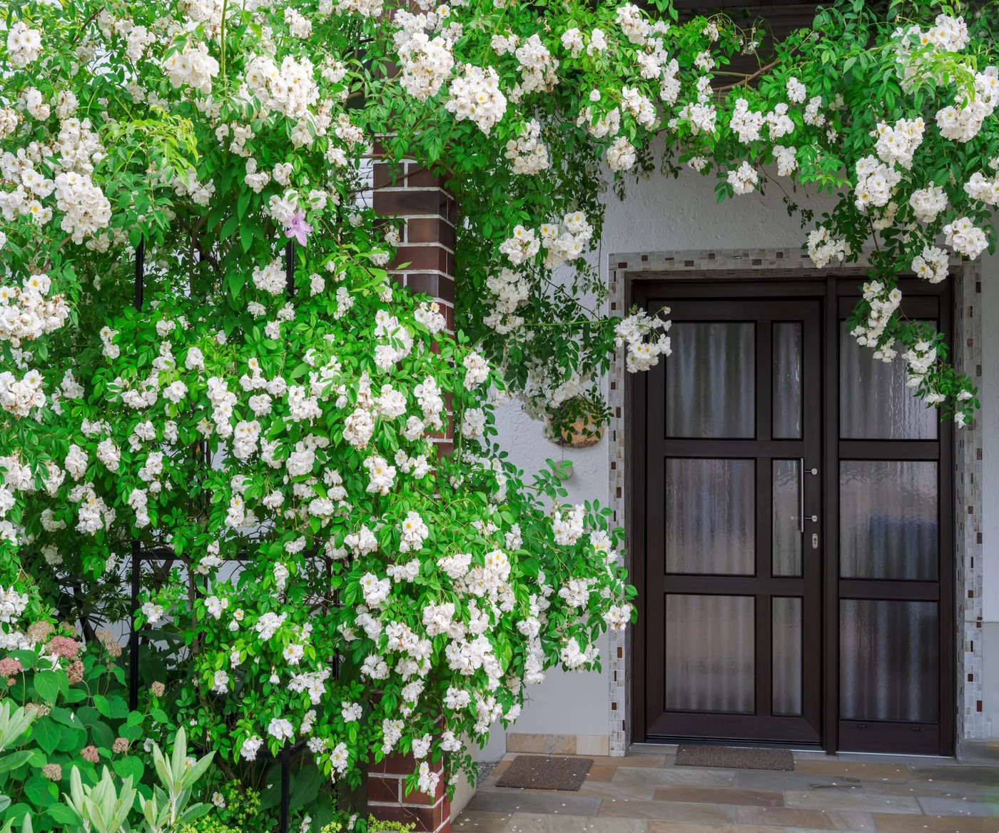 White climbing roses spread beside and above a dark double doorway