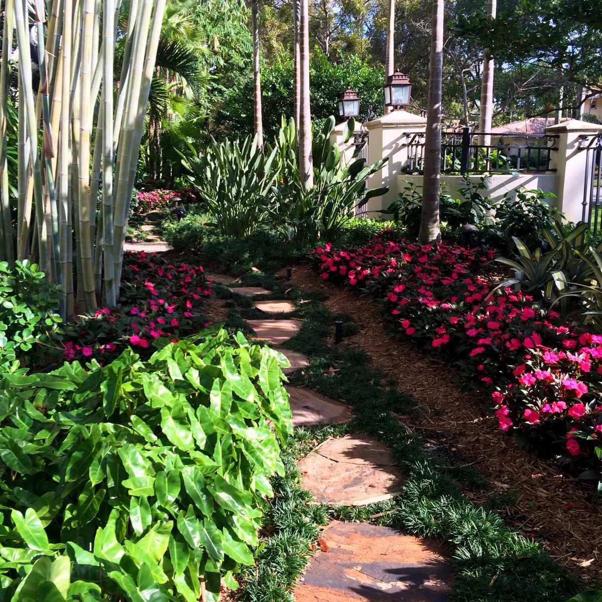 A winding stepping-stone path through red flowers, broad leaves and upright stems beside a cream boundary wall and black railings.