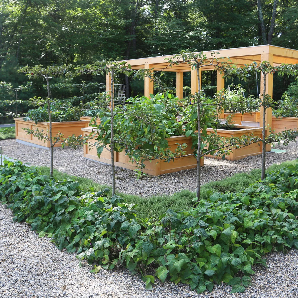 Horizontal trained pear trees around raised vegetable beds with gravel paths and a timber pergola.