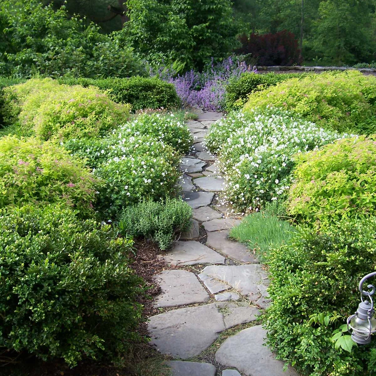 Low rounded shrubs and small white flowers flank an irregular stone path through dense planting.