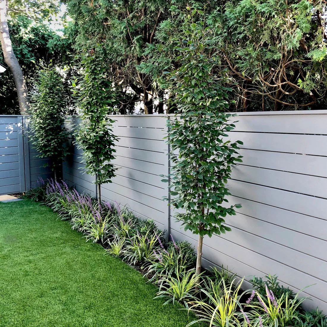A pale horizontal fence stands behind three narrow upright trees and a low purple-flowering border