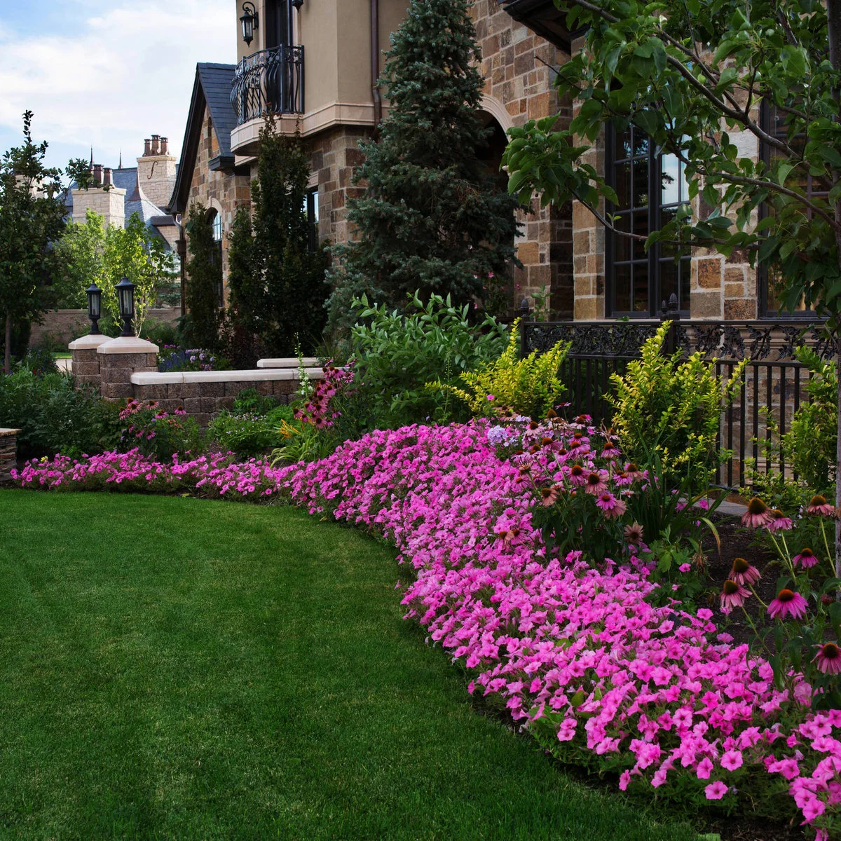 Low pink flowers spread along the edge of a lawn below taller flowers, shrubs and a black metal fence.
