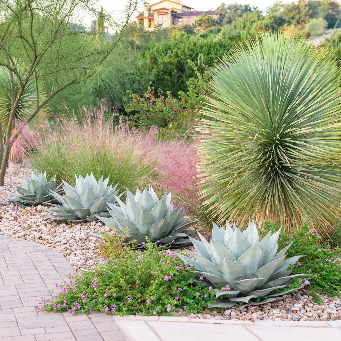 Pale rounded stones surround silver spiky plants, pink grasses and a tall green focal plant