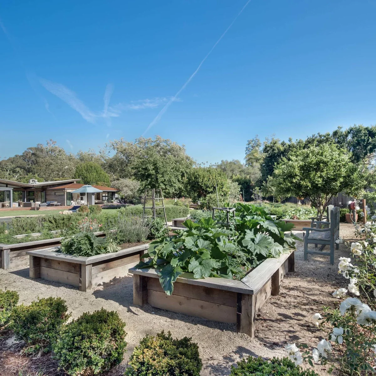 Large spreading leaves in a raised wooden vegetable bed beside clear gravel paths and a garden chair.