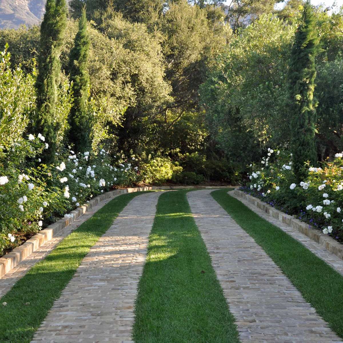 Two pale paved wheel tracks separated by grass and bordered by white flowering plants and taller green trees.