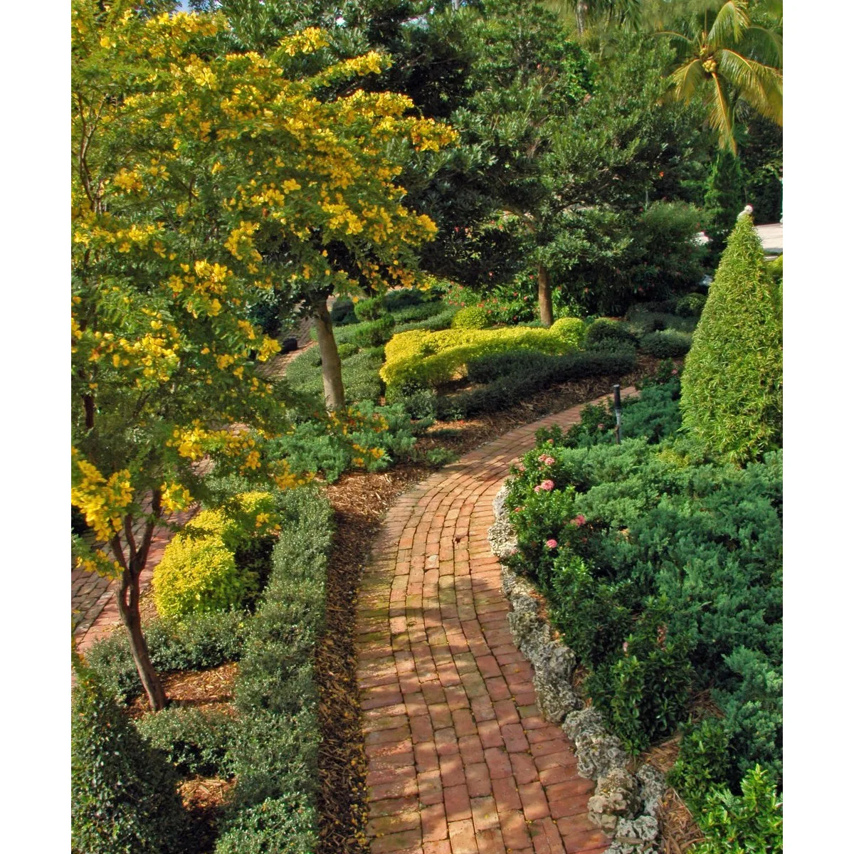 A winding brick path between rounded yellow-green shrubs, dark green groundcover, clipped upright shapes and a yellow-flowering tree.