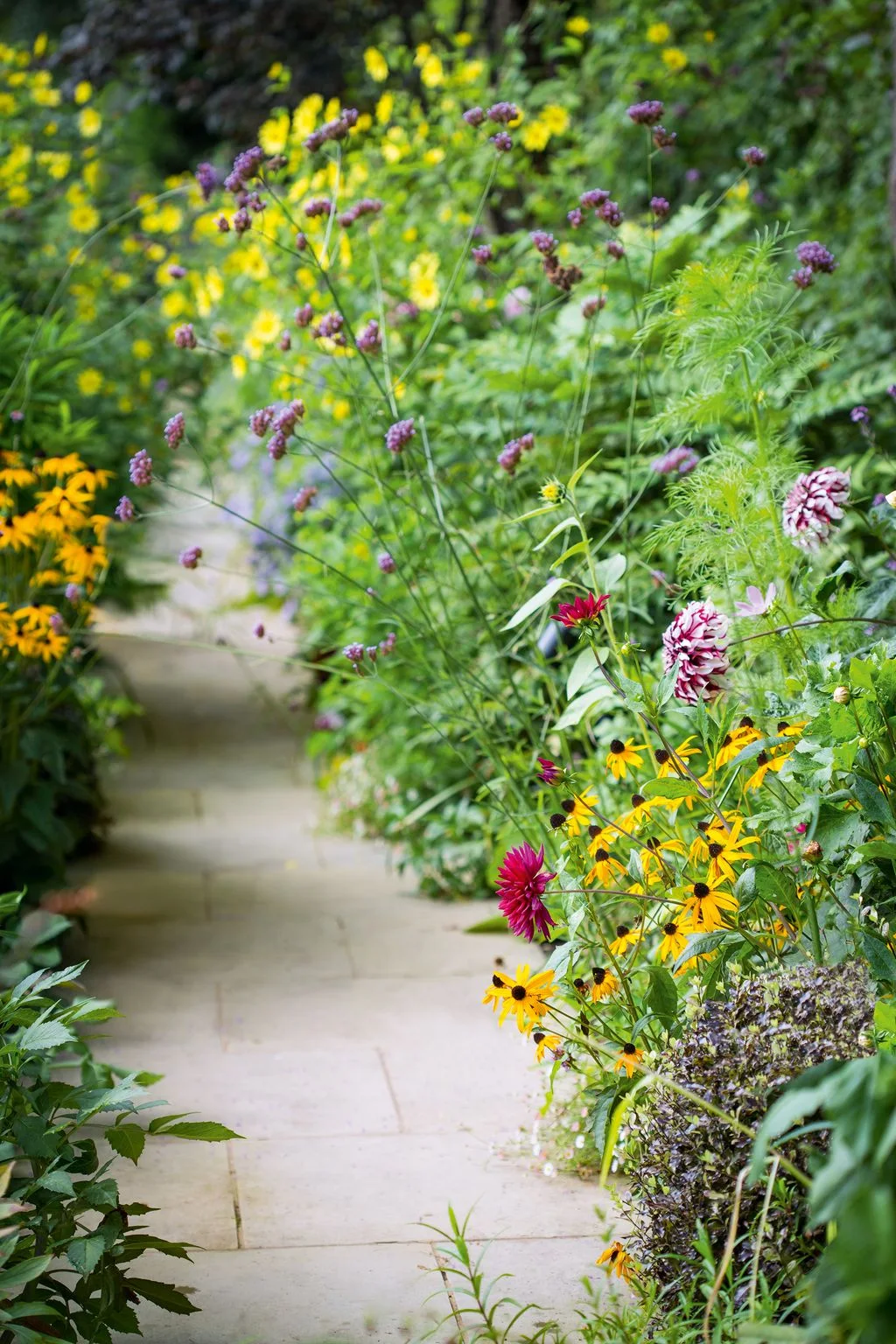 A pale paved garden path curves between deep borders of yellow, purple and red flowers
