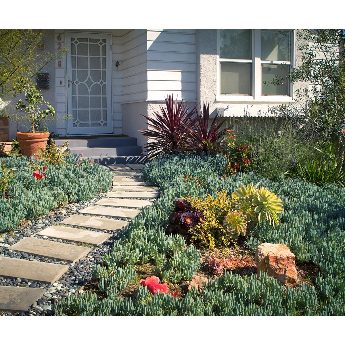 A front path of broad stepping slabs through dense blue-green groundcover, with larger burgundy and yellow-green plants beside a white house.